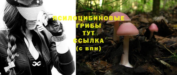 прущие грибы Россошь